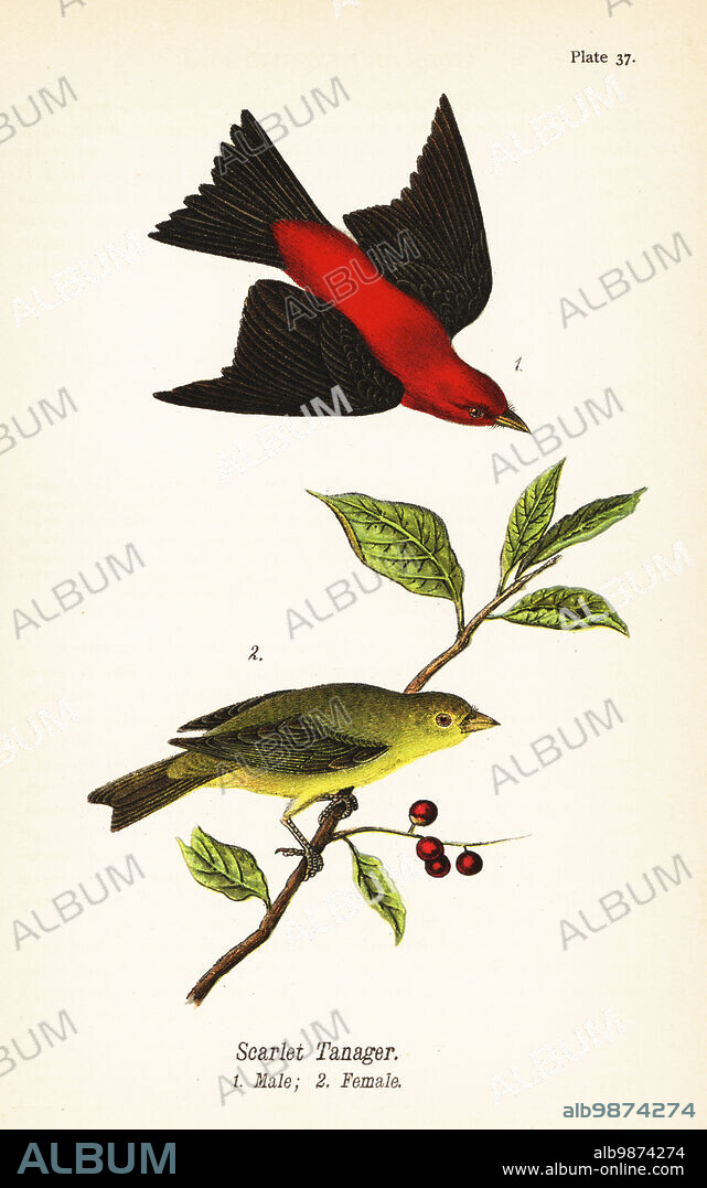 Scarlet tanager, Piranga olivacea, male 1, female 2. Chromolithograph after an ornithological illustration by John James Audubon from Benjamin Harry Warrens Report on the Birds of Pennsylvania, E.K. Mayers, Harrisburg, 1890.