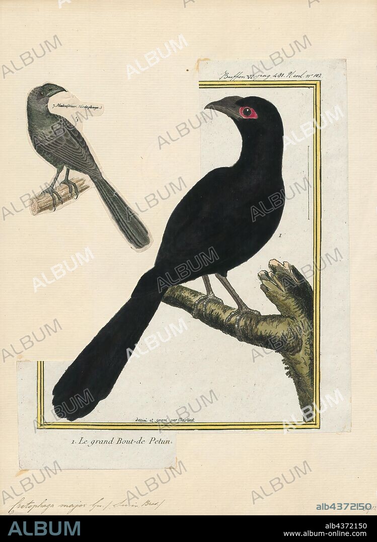 Crotophaga major, Print, The greater ani (Crotophaga major) is a large bird in the cuckoo family. It is a breeding species from Panama and Trinidad through tropical South America to northern Argentina. It is sometimes referred to as the black cuckoo., 1700-1880.