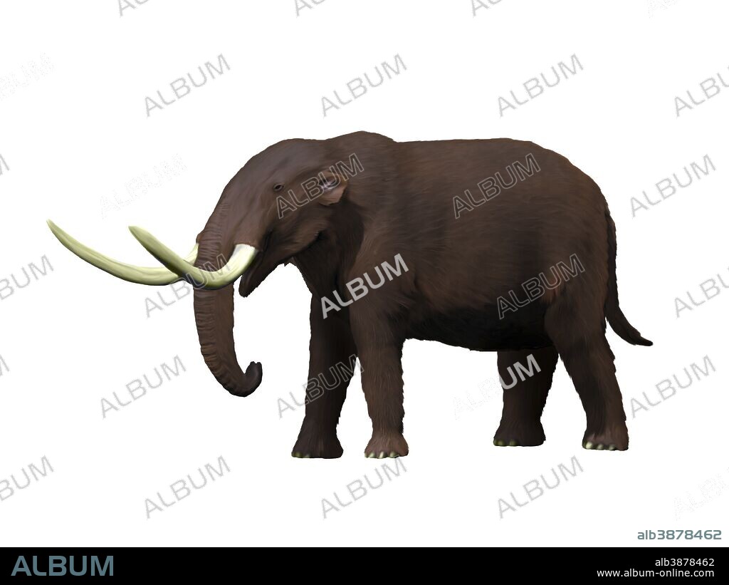 American mastodon (Mammut americanum) from the Pleistocene epoch of North America.