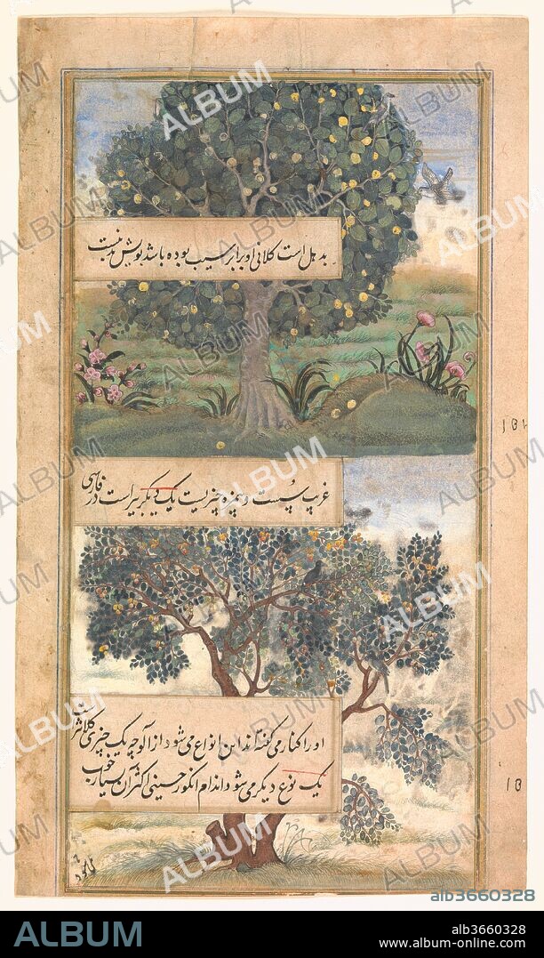 "Three Trees of India", Folio from a Baburnama (Autobiography of Babur). Dimensions: H. 9 13/16 in.(25 cm)
W. 5 1/8 in. (13 cm). Date: late 16th century.
The Baburnama, one of the most important texts of the Mughal period, provides insight into the literary, intellectual, and cultural world of Babur (1483-1530), founder of the Mughal empire.  The Baburnama is especially celebrated for its observations of India's natural world, an aspect of the text most pleasingly captured in the subject matter here.  The page depicts three trees: one on the recto (jackfruit) and two on the verso (monkey jack and lote).  Interspersed among the images are texts in nasta'liq Persian script describing the trees and their fruits.  During the reign of Babur's grandson Akbar (1556-1605), four imperial copies of the Baburnama were created, each illustrated by leading artists of the royal atelier.  This folio comes from the earliest of these copies, the 1589 manuscript, which was likely a model for the later versions.  It is thought originally to have contained 191 illustrations, many of which were dispersed in 1913, with a substantial portion remaining in the Victoria and Albert Museum, London.  The collaboration between two or more artists, as seen here, was typical of early Mughal workshop practice.